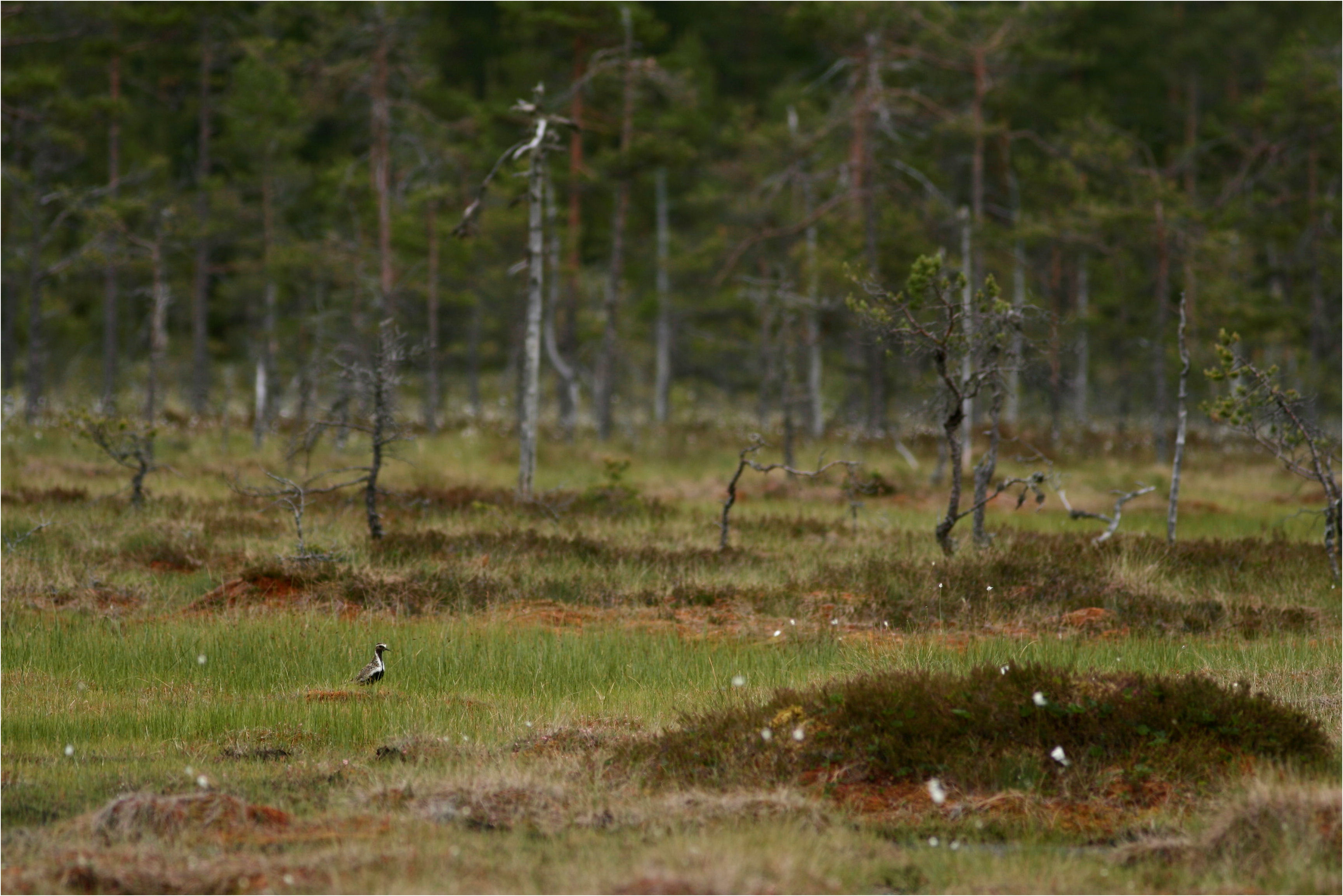 Stormyren/the big mire at Getapulien-Grönbo